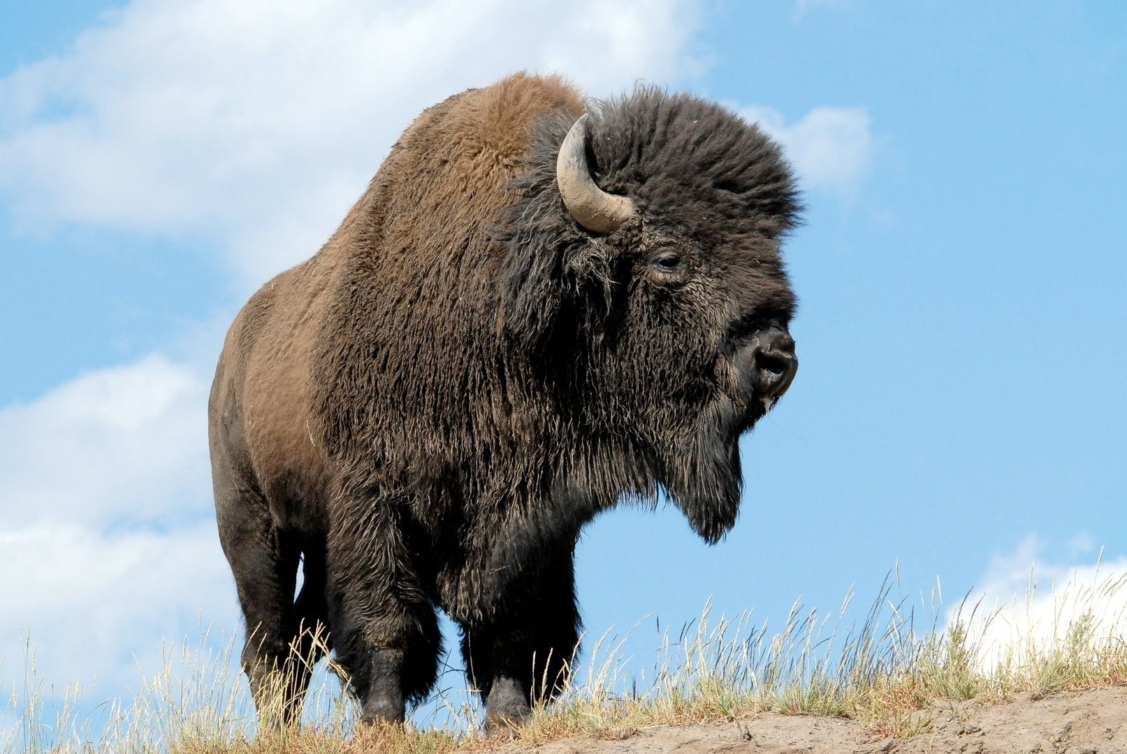Bison